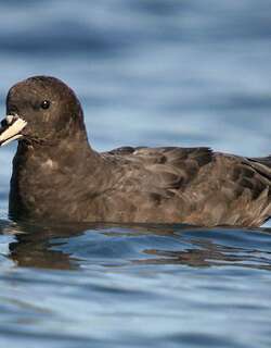 大黑风鹱 / Westland Petrel / Procellaria westlandica