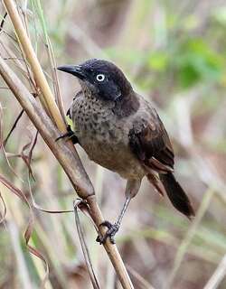 黑头鸫鹛 / Blackcap Babbler / Turdoides reinwardtii