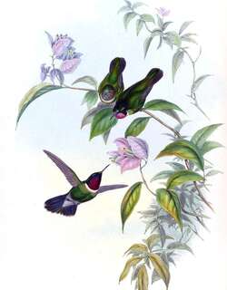 龙氏领蜂鸟 / Longuemare’s Sunangel / Heliangelus clarisse