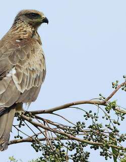 茶色雕 / Tawny Eagle / Aquila rapax