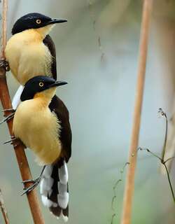 黑顶鹪鹩 / Black-capped Donacobius / Donacobius atricapilla