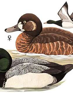 斑背潜鸭 / Greater Scaup / Aythya marila
