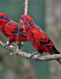 蓝纹鹦鹉 / Blue-streaked Lory / Eos reticulata