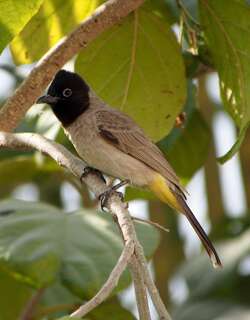 白眶鹎 / White-spectacled Bulbul / Pycnonotus xanthopygos