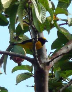 特立尼达歌雀 / Trinidad Euphonia / Euphonia trinitatis