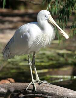 黄嘴琵鹭 / Yellow-billed Spoonbill / Platalea flavipes