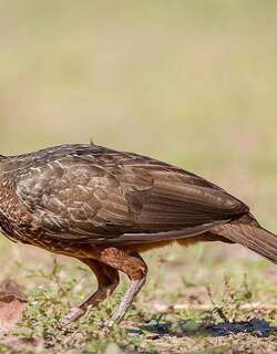 栗腹冠雉 / Chestnut-bellied Guan / Penelope ochrogaster