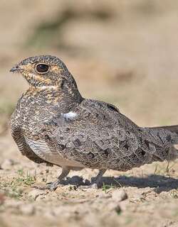 纳昆达夜鹰 / Nacunda Nighthawk / Chordeiles nacunda