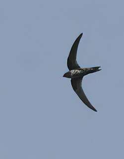 暗背雨燕 / Dark-rumped Swift / Apus acuticauda