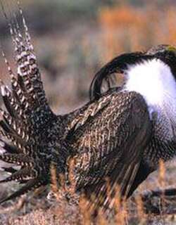 小艾草松鸡 / Gunnison Grouse / Centrocercus minimus