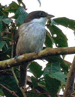 波多黎各唐纳雀 / Puerto Rican Tanager / Nesospingus speculiferus