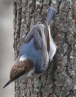 褐头䴓 / Brown-headed Nuthatch / Sitta pusilla