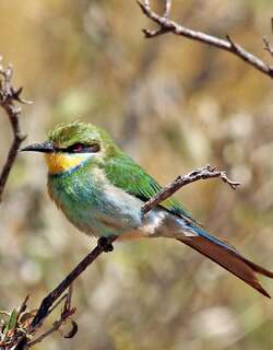 燕尾蜂虎 / Swallow-tailed Bee-eater / Merops hirundineus