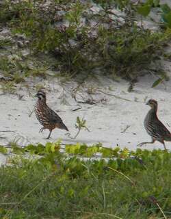 黑喉齿鹑 / Yucatan Bobwhite / Colinus nigrogularis