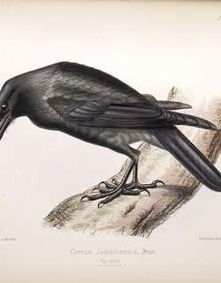 牙买加乌鸦 / Jamaican Crow / Corvus jamaicensis