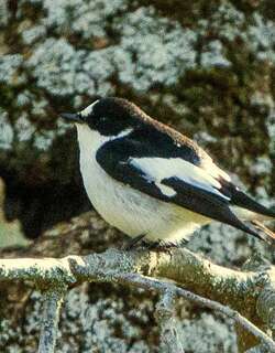 阿特拉斯斑姬鹟 / Atlas Pied Flycatcher / Ficedula speculigera