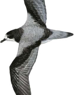 长嘴圆尾鹱 / Stejneger’s Petrel / Pterodroma longirostris