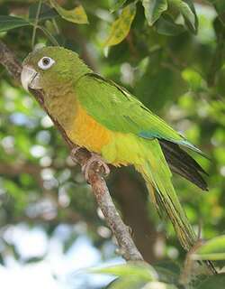 仙人掌鹦哥 / Caatinga Parakeet / Eupsittula cactorum