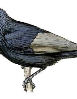 圣克托辉椋鸟 / Makira Starling / Aplonis dichroa