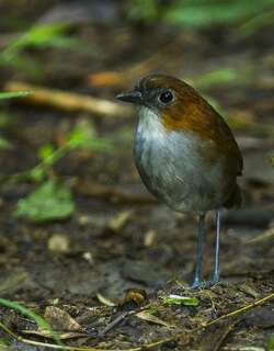 褐背蚁鸫 / White-bellied Antpitta / Grallaria hypoleuca