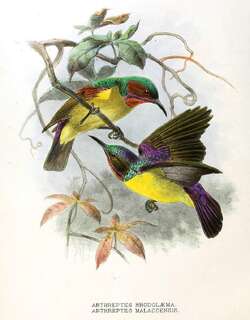 棕喉食蜜鸟 / Red-throated Sunbird / Anthreptes rhodolaemus