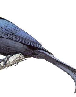 塔布拉斯卷尾 / Tablas Drongo / Dicrurus menagei
