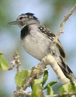 饰胸蚁鹩 / Pectoral Antwren / Herpsilochmus pectoralis