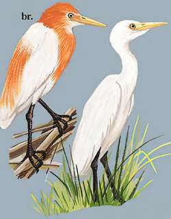 牛背鹭 / Eastern Cattle Egret / Bubulcus coromandus