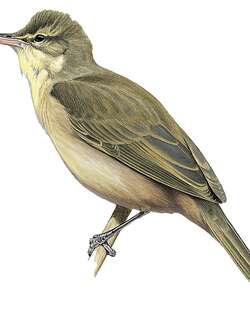 马里亚纳苇莺 / Aguiguan Reed Warbler / Acrocephalus nijoi