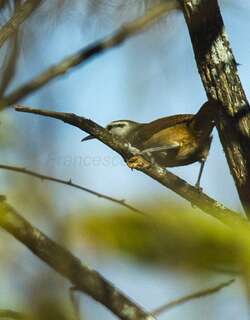 纹眉苇鹪鹩 / Superciliated Wren / Cantorchilus superciliaris