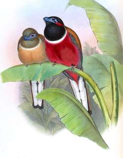 红枕咬鹃 / Red-naped Trogon / Harpactes kasumba