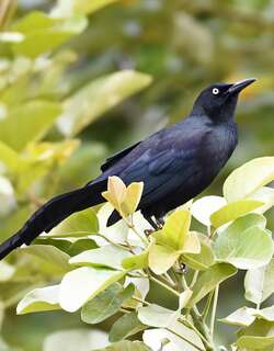 尼加拉瓜拟八哥 / Nicaraguan Grackle / Quiscalus nicaraguensis