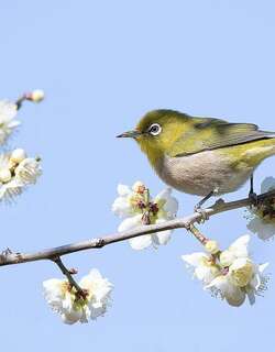 山绣眼鸟 / Mountain White-eye / Zosterops montanus