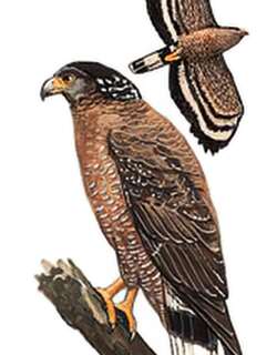 蛇雕 / Crested Serpent Eagle / Spilornis cheela