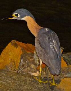 白背夜鹭 / White-backed Night Heron / Gorsachius leuconotus