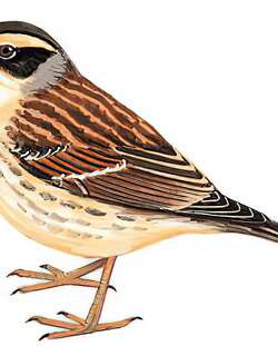 棕眉山岩鹨 / Siberian Accentor / Prunella montanella