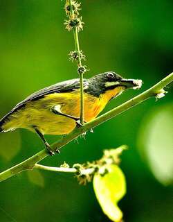 巴拉望啄花鸟 / Palawan Flowerpecker / Prionochilus plateni