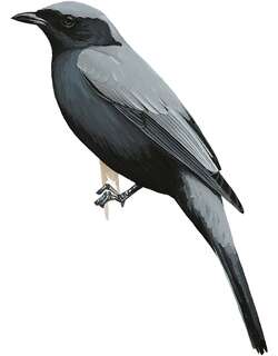 黑腹鹃鵙 / Solomons Cuckooshrike / Edolisoma holopolium