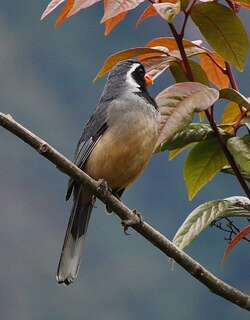 金嘴舞雀 / Golden-billed Saltator / Saltator aurantiirostris