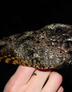 北美小夜鹰 / Common Poorwill / Phalaenoptilus nuttallii