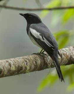 尖尾鹃鵙 / McGregor’s Cuckooshrike / Malindangia mcgregori
