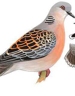山斑鸠 / Oriental Turtle Dove / Streptopelia orientalis