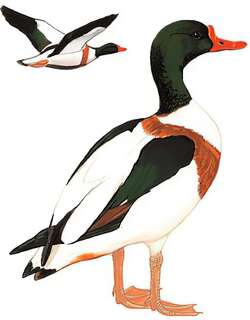 翘鼻麻鸭 / Common Shelduck / Tadorna tadorna