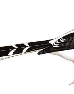 白冠燕尾 / White-crowned Forktail / Enicurus leschenaulti