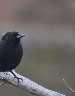 南美黑鹂 / Austral Blackbird / Curaeus curaeus