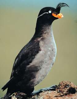 凤头海雀 / Crested Auklet / Aethia cristatella