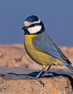 非洲蓝山雀 / African Blue Tit / Cyanistes teneriffae