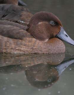 马岛潜鸭 / Madagascan Pochard / Aythya innotata