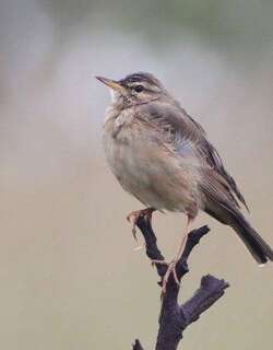 林地鹨 / Wood Pipit / Anthus nyassae