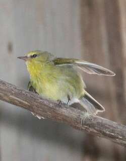 毛岛管舌雀 / Maui Alauahio / Paroreomyza montana